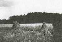 Op het blanke haverveldje, dat afsteekt tegen het donkere beukenbosch op den achtergrond, is de oogst begonnen (Foto: A.V. Fey)